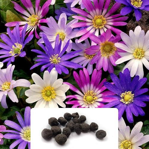 15 Anemone Blanda Mixed Bulbs – Perennial RHS Award-Winning Flowers – Cultivated for UK Climate Conditions