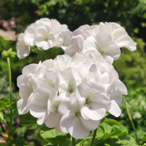 semi di geranio, da balcone arredamento del soggiorno semi di serre da balcone per giardinieri copertura del terreno per luoghi soleggiati esotico raro 850pcs