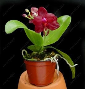 SEMI PLAT AZIENDA-50 Stück Mini-Orchidee, Mini-Fiore-Phalaenopsis-Orchidee, seltenes Halb-Phalaenopsis-Orchidee für die Gartenmöbel des Hauses 9