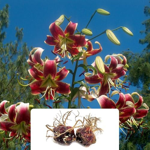 2 Lilium Sheherazade Oriental Lilies – Stunning Red Flowers with Yellow Edges – Perennial Summer-Blooming Bulbs – Ideal for UK Gardens & Climate Conditions