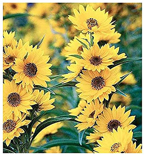 Maximilian Sunflower Seeds - Attracts Bees and Butterflies - Perennial Sunflower Native to North America, Approximtely 600 Seeds