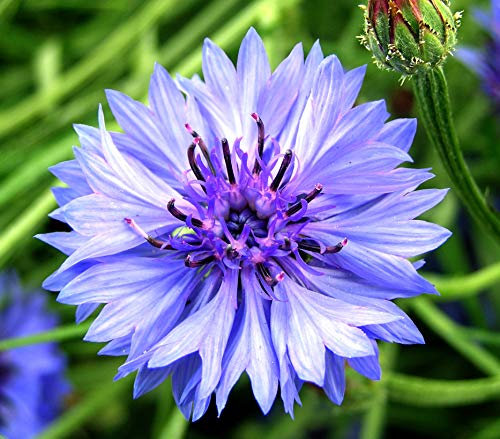 150 Semi di Fiordaliso (Centaurea cyanus)
