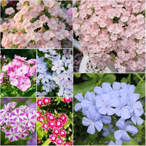 teppichphlox - pflanzensamen balkonpflanzen blumensamen polsterphlox blumenwiese bodendecker winterhart mehrjährig zimmerpflanzen teppichphlox 250samen