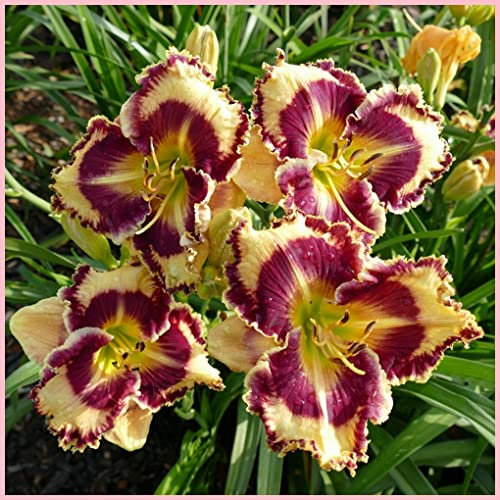 Hemerocallis bulbi,bulbi di Hemerocallis,Daylily,resistente, facile da sopravvivere