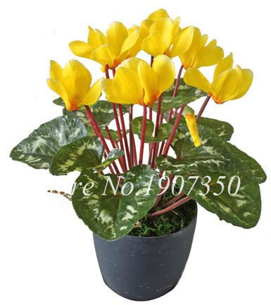 Nuovi 50 semi Pz Cyclamen persicum Fiore per il giardinaggio giallo
