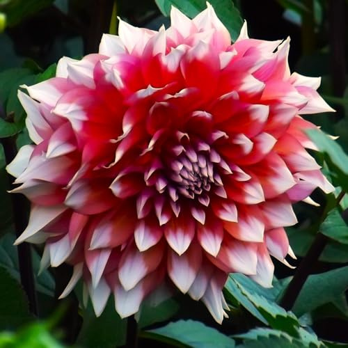 AUSVERKAUF Dahlienknolle : Dahlia - Riesenschmuckdahlie  Frost Nip  1 Knolle/Rhizom