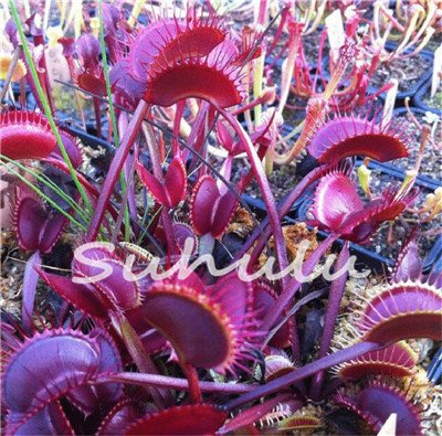 Graines de Bule dans un Vase Insectivori Dionaaaaaaaaaa pince géante géante graines de piège à mouches de Vénus plante carnivore jardin domestique de bricolage