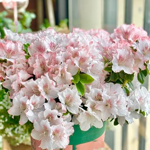 semi di rododendro - giardino rocciose resistenti esterno aiuola perenni 20pcs