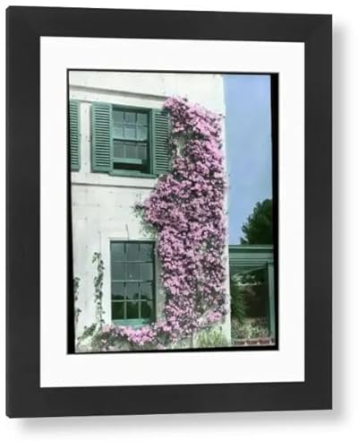 Media Storehouse Clematis Montana Rubens Framed Print - Modern Frame 22x18 (58x48cm) (4422987)