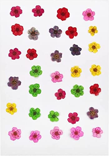 Echte getrocknete gepresste Blumen, Trockenblumen, Blumen for Basteln, DIY-Schmuck, Kunsthandwerk, Heimdekoration, Trockenblumen, 1 Beutel, echte Trockenpflanzen for Aromatherapie, Kerzen, Epoxid-Anhä