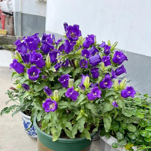glockenblumesamen balkon glockenblume hochbeet für sonnige plätze schnittblumen 200pcs