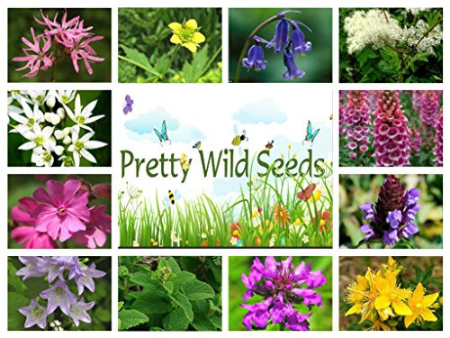 5g Pure Meadow Wild Flower Seeds Woodland HEDGEROWS Shade Areas Bulk Mix 2
