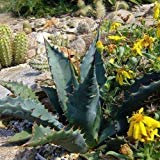 Agave oro fioriti Semi succulente (chrysantha Agave) 20 + Semi (40+)