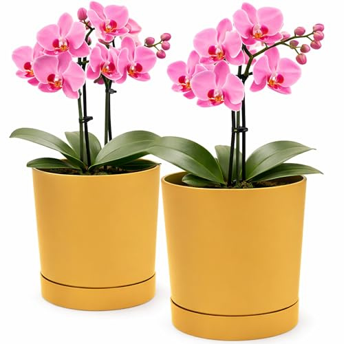 PECZEKO Blomkruka matta, planteringskruka av ytterkruka plast dekorativ kruka för, stora och små växter, set om 2 blomkrukor, blomkruka örtkruka (2-pack) senap, ø 20 cm