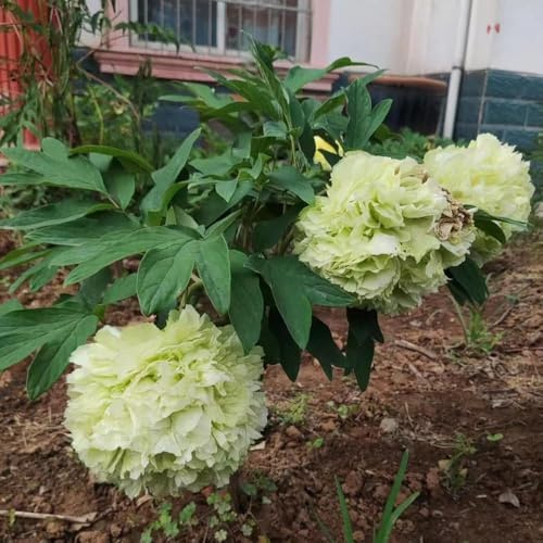 2zwiebeln pfingstrosen - balkon blumenzwiebeln mehrjährig winterhart, garten winterhart pfingstrosen kaufen, winterharte kübelpflanzen dekopflanzen frühlingsblumen