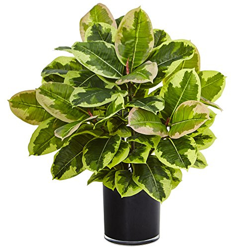 Nearly Natural Artificial Rubber Plant in Glossy Cylinder (Real Touch)