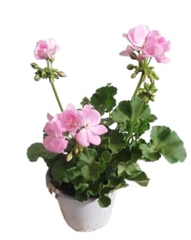 Geranio Rosa Natural DECOALIVE – Planta Viva para Espacios Luminosos – Belleza y Color en tu Hogar