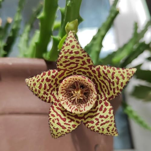 semillas de stapelia, exóticas semillas de balcón para lugares soleados cortadas invernaderos balcón regalos para jardineros 65pcs