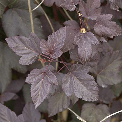 Rotblättrige Blasenspiere 60-80cm - Physocarpus opulifolius - lebende Gartenpflanze aus den Baumschulen