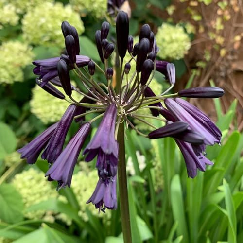 Vivai le Georgiche - Pianta vera di Agapanthus africanus Black Magic Agapanto, Giglio africano 'Black Magic' - vaso Ø 18 cm