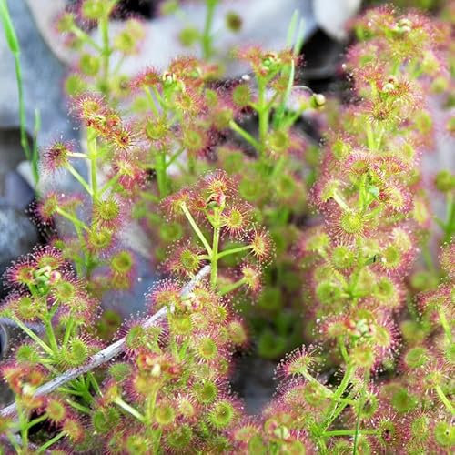 Easy Grow Seeds Sundew Drosera Stolonifera Rare Species Carnivorous Houseplant 5 Fresh Seeds, Green