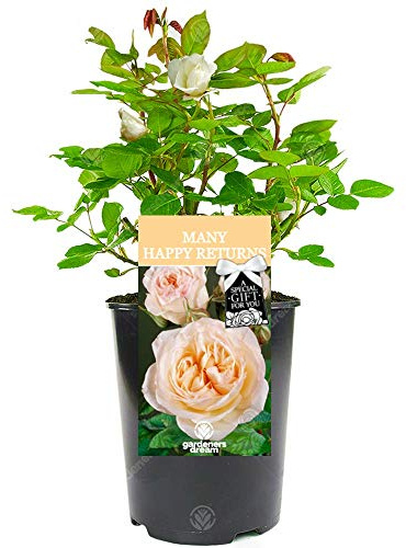 Many Happy Returns Rose - Celebrate Someone Special's Birthday with a Unique Living Plant Gift