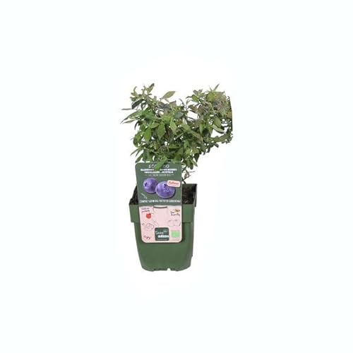 DECOALIVE Planta de los Arándanos Arbusto Frutal Que Hace Arándanos Azules en Casa