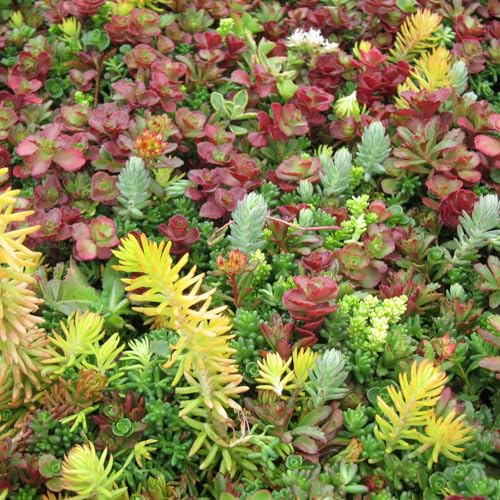 Carbeth Plants - 6 x Sedum Stonecrop Plant Mix in 9cm Pot. Mixed Varieties UK Hardy, Very Low Maintenance Evergreen Outdoor Succulents. Garden Ready Rockery Plants (1 x Tray of 6 Plants in 9cm Pots)
