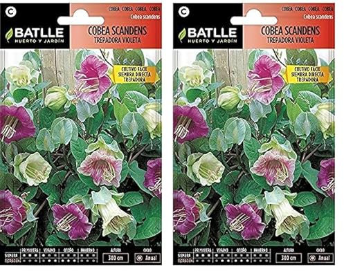Semillas Batlle Cobea SCANDENS trepadora (Paquete de 2)