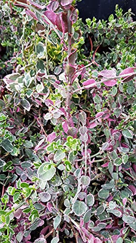 Euonymus fortunei 'Emerald Gaiety' / Fusain de Fortune 'Emerald Gaiety' / Conteneur de 3 à 4 litres