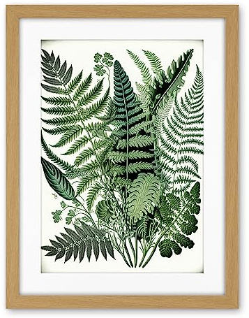 Artery8 Haeckel Style Fern Fronds Watercolour Illustration Artwork Framed Wall Art Print 18X24 Inch