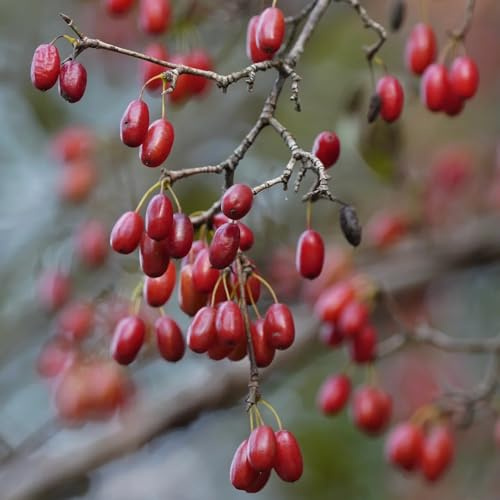 Semi di corniolo, semi di balcone Cornus officinalis, di corniolo acquisto da nani resistenti per giardino di aromatiche 250pcs