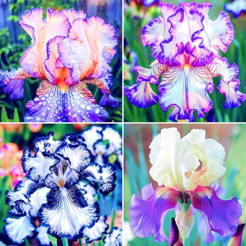 Iris colorido: ideal para decoración de jardín y borde de arriates, fácil de cultivar - 10 tubérculos E