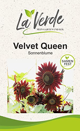 Sonnenblume Velvet Queen Blumensamen