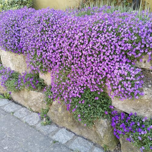 Blaukissen Samen 2000 Stück, lat. Aubrieta mehrjähriger & winterharter Bodendecker für den Steingarten & Mauer - Saatgut