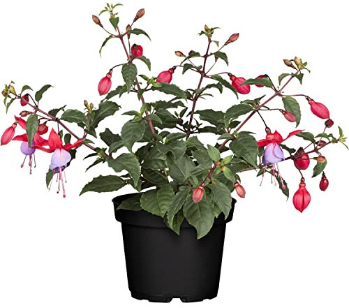Fucsia Natural la Planta que te Ayudará a Crear un Espacio de Relajación y Paz en el Interior del Hogar