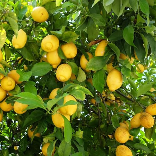 650 piezas semillas de limonero para balcón - Los enanos son resistentes de jardin semillas frescas decoración