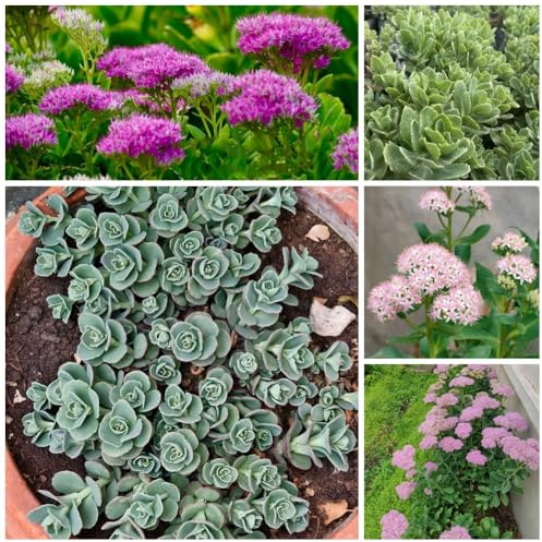 Semillas de sedum, para lugares soleados raras de jardín de rocas resistentes de exterior semillas de pradera 120pcs