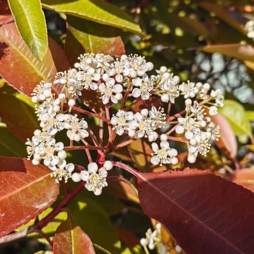 Semillas de photinia Red Robin, raras de jardín interior balcón, extremadamente resistentes. 100pcs