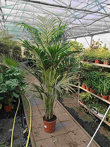 Kentia Palme 180-200 cm – Howea forsteriana Zimmerpalme – Pflegeleichte, tropische Zimmerpflanze für Zuhause und Büro