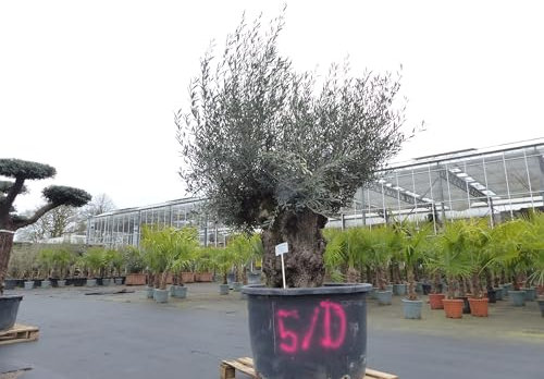 gruenwaren jakubik genau diesen Baum Nr. 5/D, 250 cm, Olivenbaum, knorrige alte urige Olive winterhart