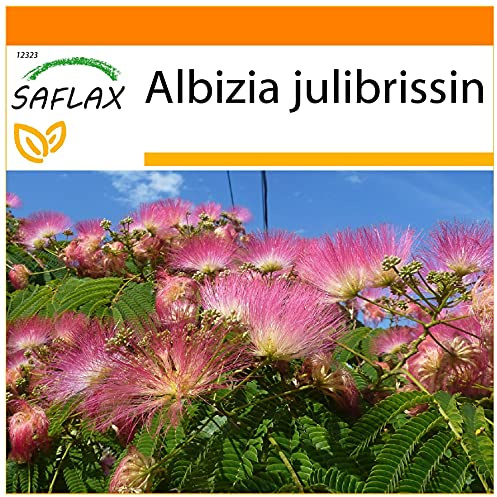 SAFLAX - Garden in the Bag - Sovande Träd - 50 Frön - Med underlag i en passande resväska - Albizia julibrissin