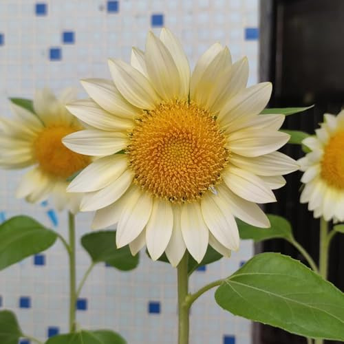Sonnenblumensamen, bienenwiese gartensamen Sunflowers, Helianthus annuus, geschenke für gartenliebhaber blumendeko wildblumensamen 30pcs