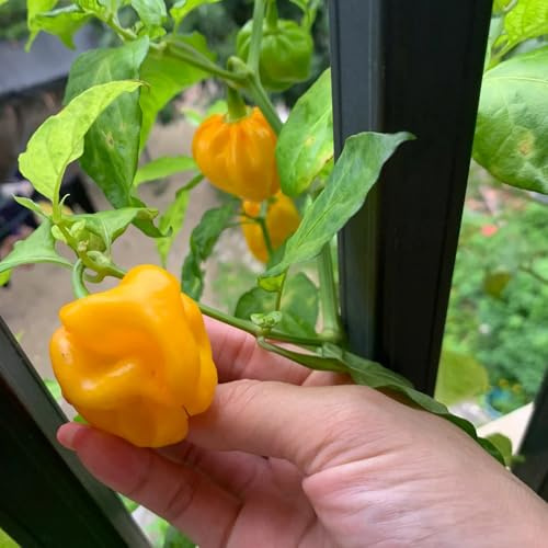 Semillas de chile habanero, chile, orgánicas 10pcs