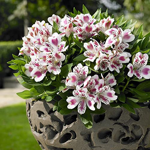 Alstroemeria 'White Pink Blush' Flower Pastel Colours Petals Outdoor Hardy Perennial Wildlife Garden Plant Attracts Pollinating Insect’s Patio Pot 3X Jumbo Plugs by Thompson & Morgan (3)