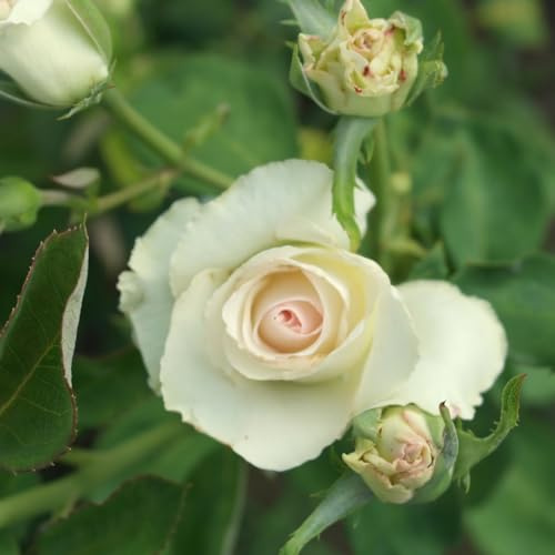 EURO PLANTS VIVAI Rose im Busch, große Blumen, Farbe schneeweiß, auf Topf: ø 18 × 18 cm / Topf Ø 20