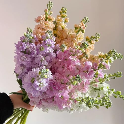 levkojen, violet violette gartendeko für draußen, balkonpflanzen usambaraveilchen gartenblumen, zimmerpflanzen blumenwiese 85samen