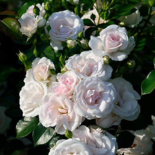 Floribundarose Aspirin Rose® 30-60cm - lebende Gartenpflanze aus den Baumschulen