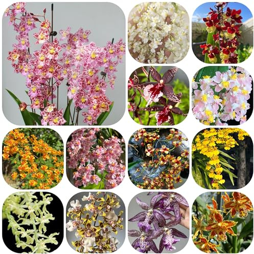 semi di orchidea oncidium - resistenti all'esterno, ombra resistenti da interno, recisi rare, decorazione del soggiorno 250pcs