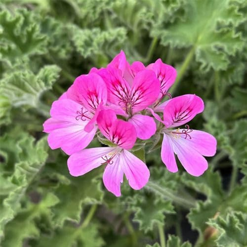 gerani profumati, da appartamento semi biologici di selvatici primaverili geranio limone decorazioni da giardino per esterni per la cucina con orto di 300semi